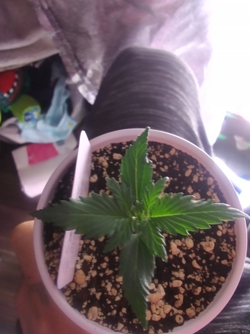 Strawberry Cheesecake Auto Solo Cup Grow 2