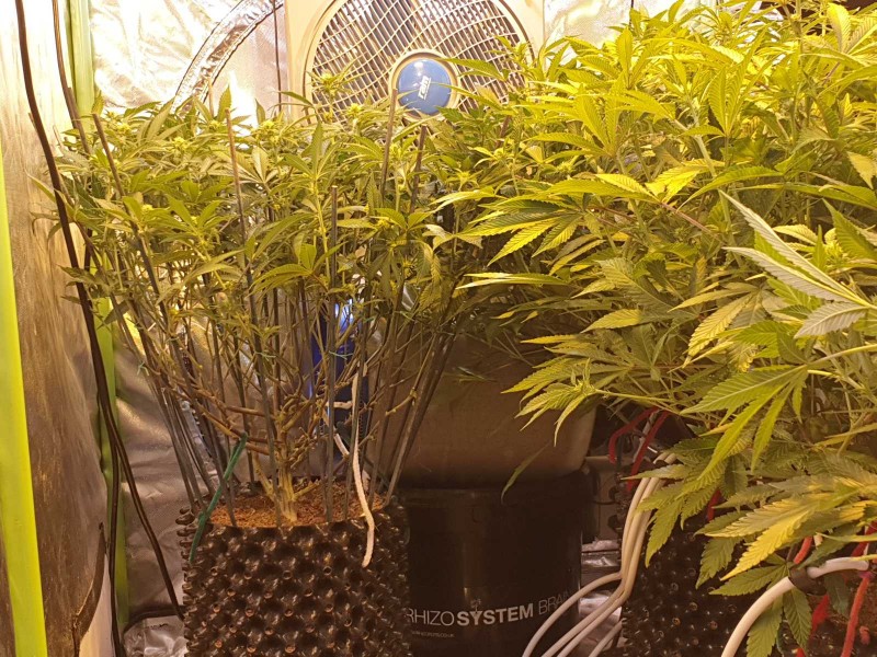 Defoliate cannabis plant