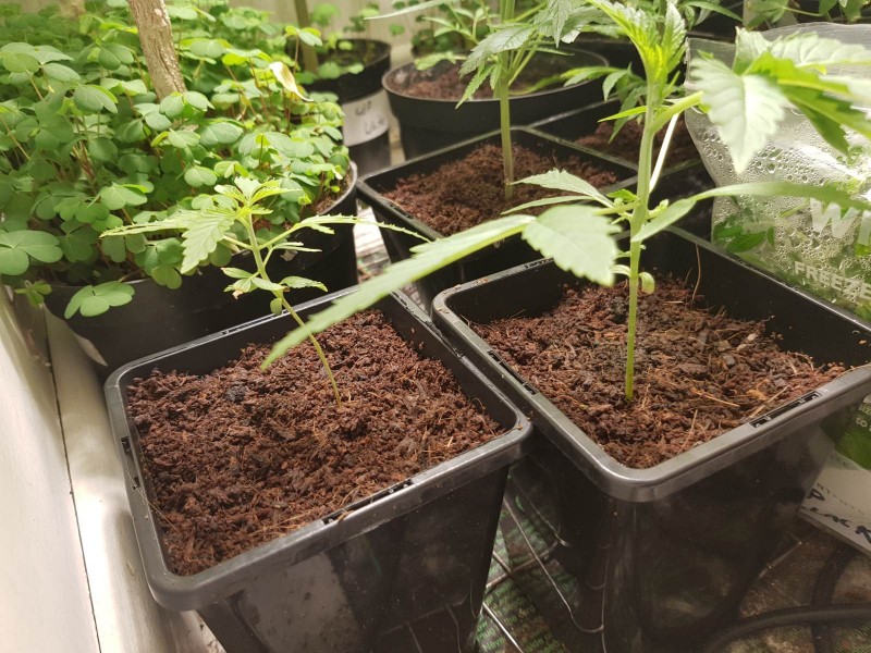 Spumoni seedlings