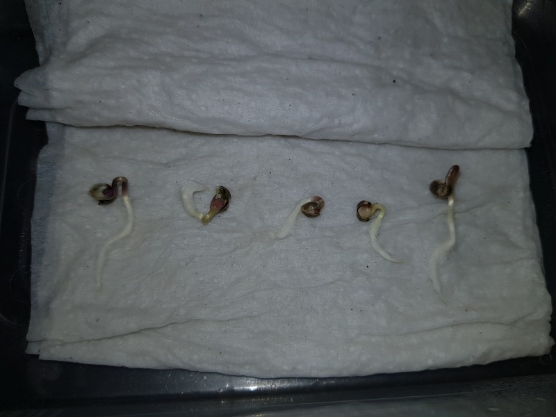 Braindamage seed germination 48 hours