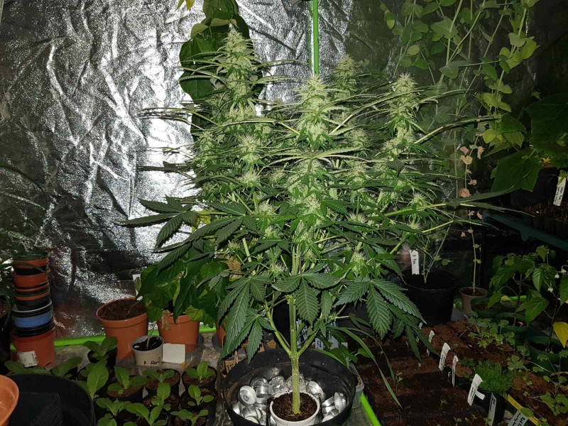 Seedstockers thin mint crack pot challenge early flower