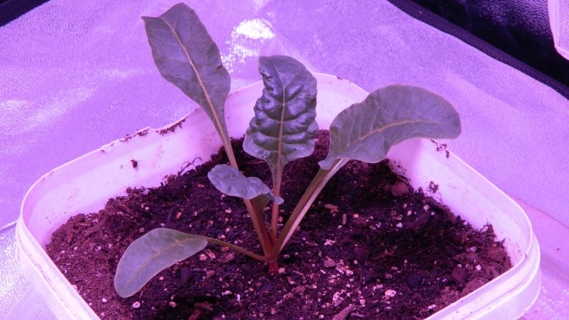 Spinach Chard 5
