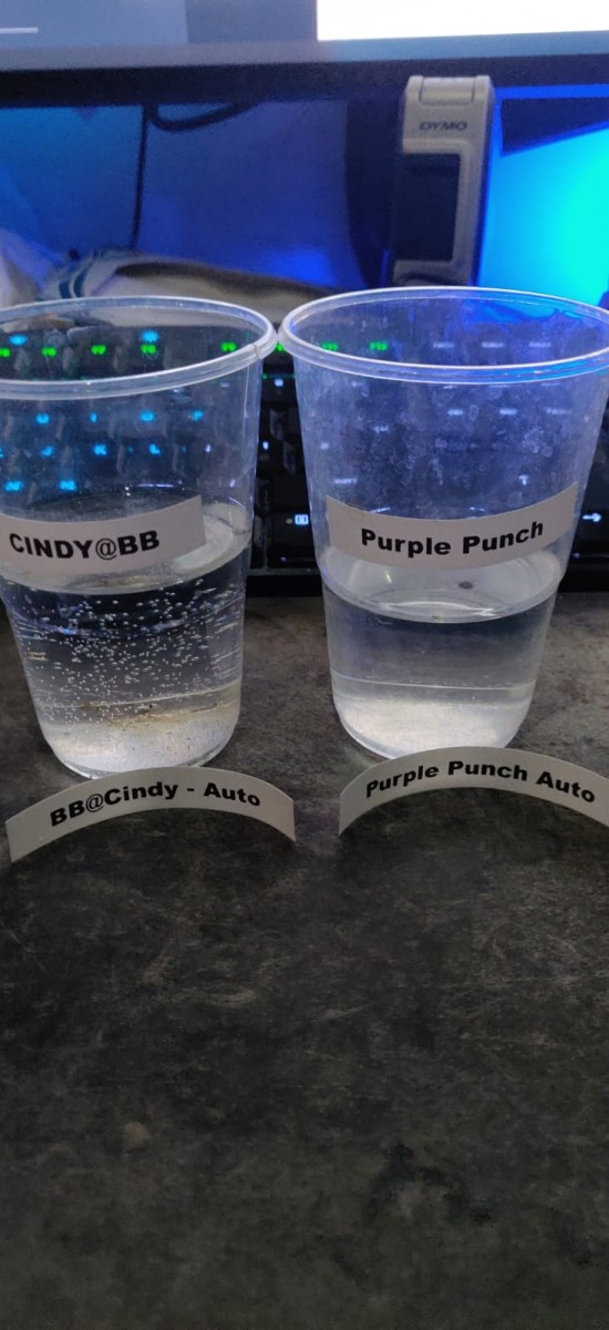 PurplePunchCindySeeds