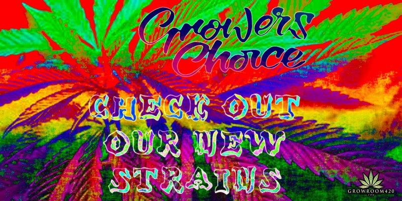 mn growers choice check our new strains