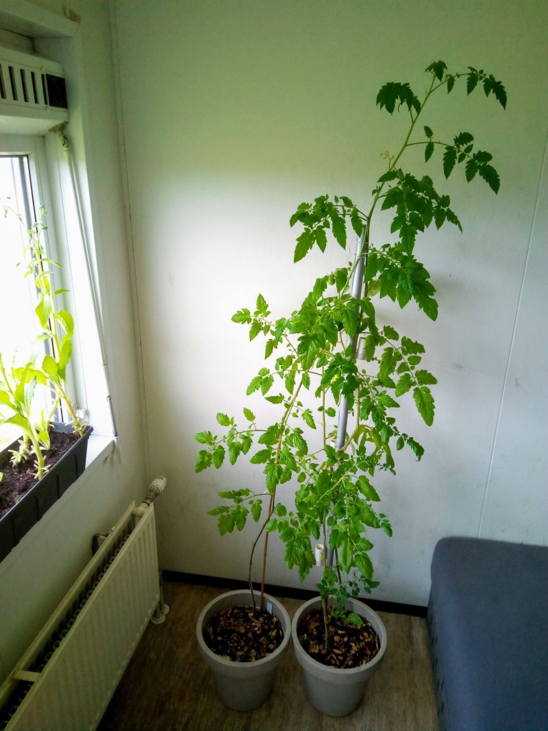 24th April 2021 San Marzano and Black Cherry Tomatoes