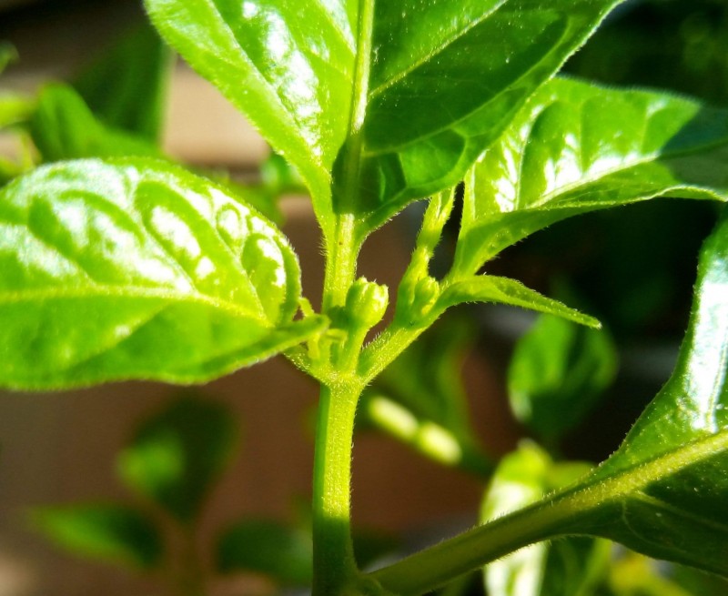 Orange Habanero Chillies 27th April 2021