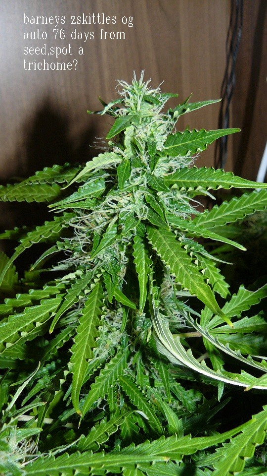 auto 76 days vk 37 days 001