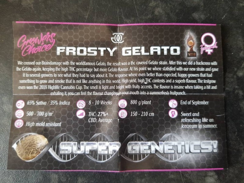 Frosty Gelato Strain info