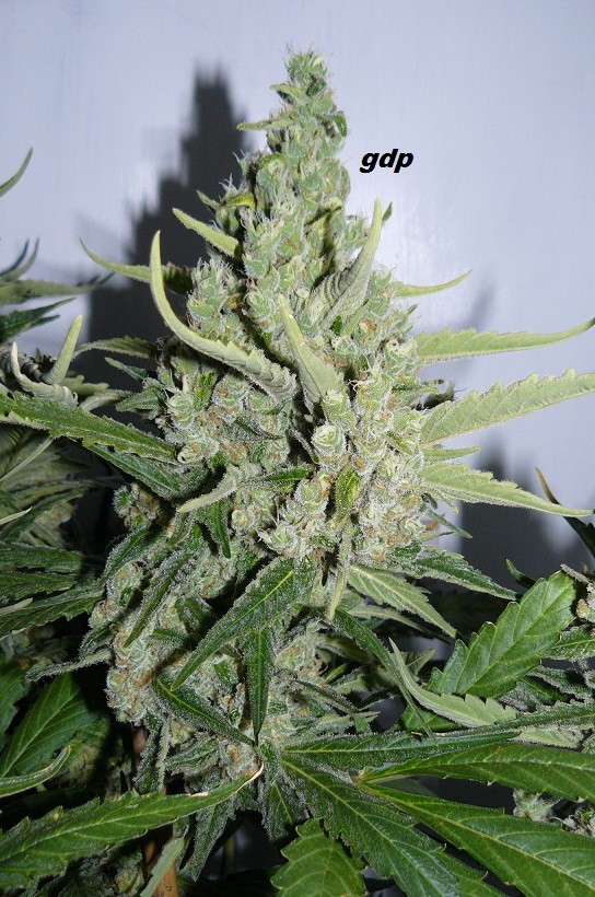 gdp cc etc 001