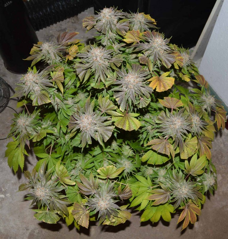 Mango Sapphire#2 part harvest 63-64 days fl (15)