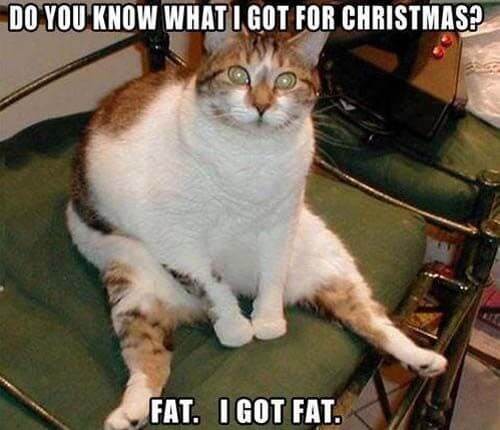 1_fat-cat-meme