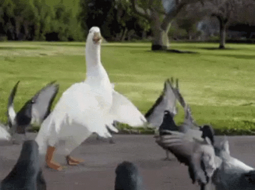 duck-dancing