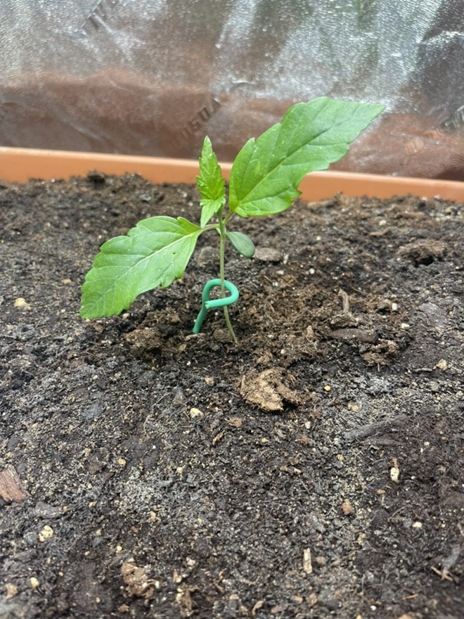 cannabis-seedling-9