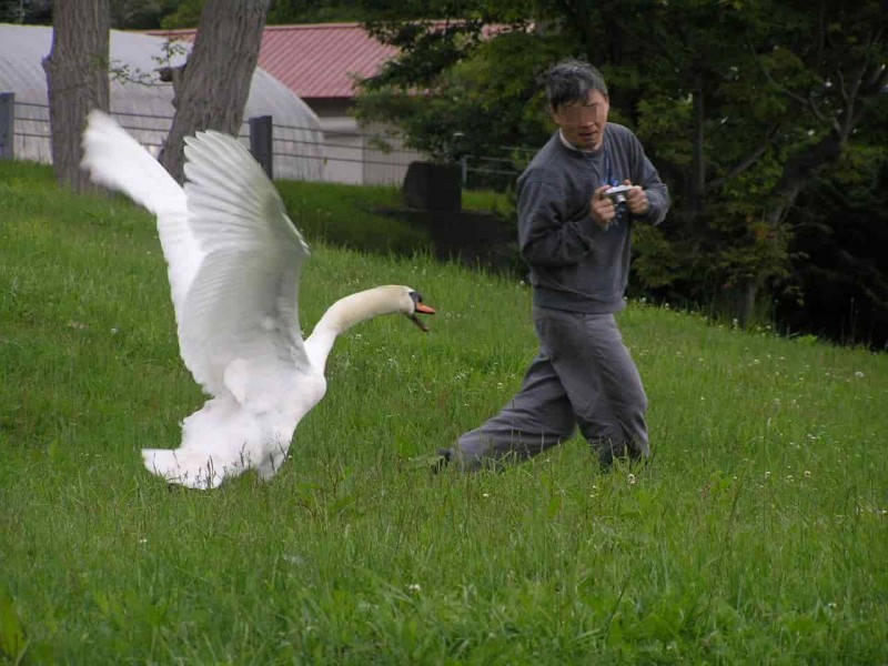 Are-swan-aggressive