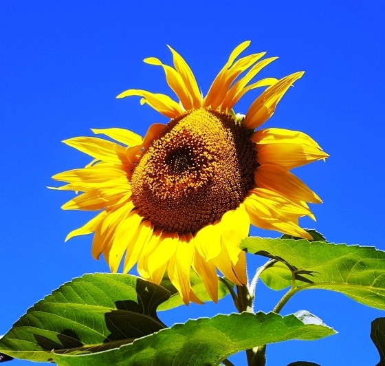 2021 sunflower