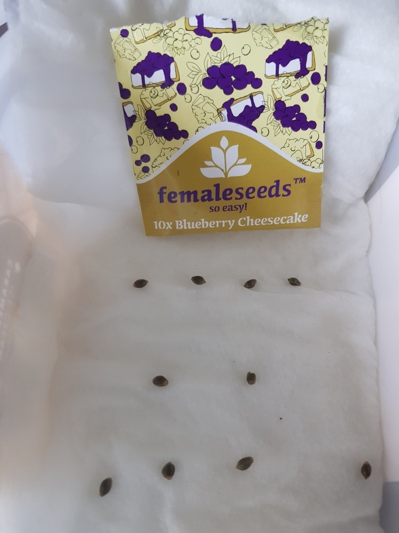 Female seeds blueberry cheese cake germination